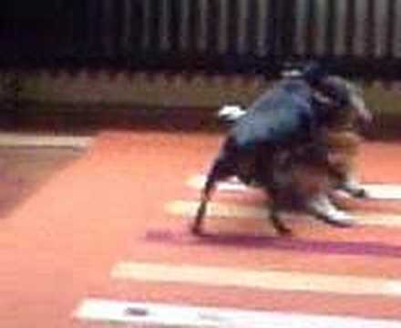 mops kangal