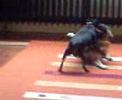dogfight mops gegen zwergpinscher dogfight mops gegen zwergpinscher