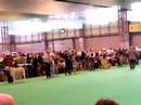 Crufts Irish Wolfhound