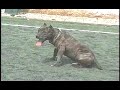 Demonstração de agility Escola Canina Educão parte 1 Demonstração de agility Escola Canina Educão parte 1