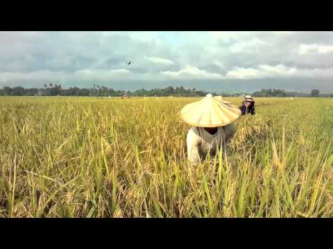 how to harvest rice by hand