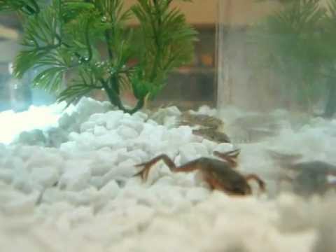 how to treat dropsy in african dwarf frogs