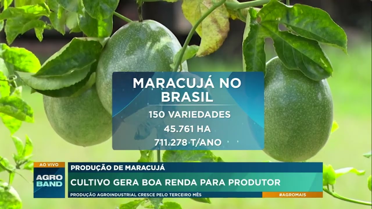 Produção de maracujá: Cultivo gera boa renda para produtor