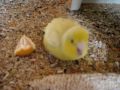 Parrotlet Sassy