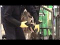 Shoes  for coos at AgriScot 2009. Video 3