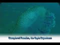 underwater video of Capiz