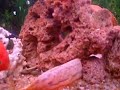 vários ciclídeos...oscar albino, aulonocara azul, papagaio, green terror, severo, auratus, cat fish, uaru, pacú, acará do congo, jóia e outros 