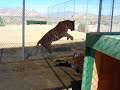 Tigers in an argument