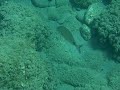 Schnorcheln Kreta 1