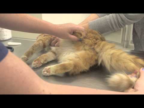 Neutered Cat