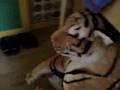 Dog scared by a fluffy tiger!