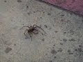 When Ants Attack spider !!!!!