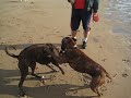 Crazy Boxers