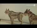 Cai Guo-Qiang