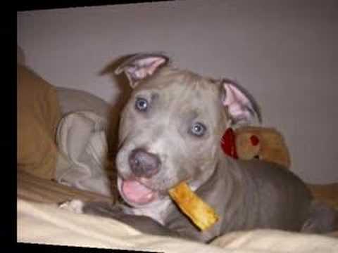 blue pitbull
