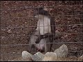 Monkey Spanks Monkey