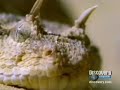 Los Reptiles