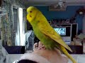 My cute little talking dancing budgie