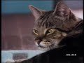 Funny Cat Videos / Lustige Katzen Videos / Hassu Katti