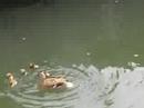 Downtown Victoria - Swimming ducklings