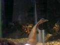 fish,peixe,aquarium