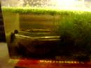 Austrolebias nigripinnis a comer d�fnias