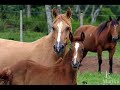 Cavalo Crioulo - Uma paixão