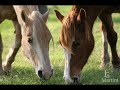 Cavalo Crioulo - Uma paixão Cavalo Crioulo - Uma paixão