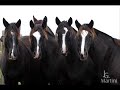 Cavalo Crioulo - Uma paixão