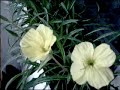 Blooming