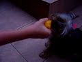 O CÃO CHUPANDO MANGA