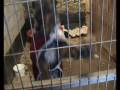 Tootsie: Cork Dog Action Welfare Group