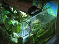 paludarium paludarium