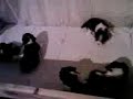 Chiots à 20 jours   :)