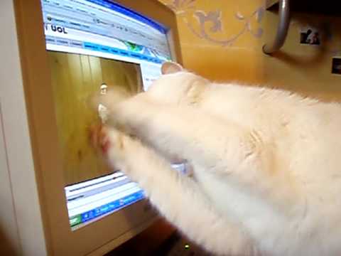 Silly Cat - Bird Loves Ray Charles!