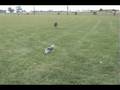 videos de Penny at the Park, Penny's Yorkies
