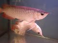 unusual arowana fish
