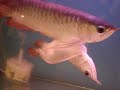 unusual arowana fish