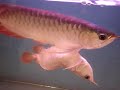 unusual arowana fish