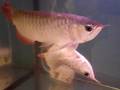 unusual arowana fish