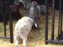 羊||Sheep