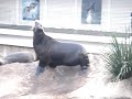 Yeah! Quem sera que domina o aquario? 