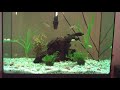 Neon tetra tiger barb bala shark