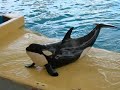 Loro Parque