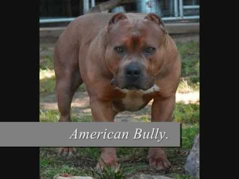 american pitbull
