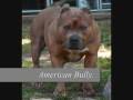 Behind the breed: American Pit Bull Terrier Dogs.