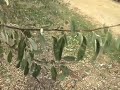How to ID Elaeagnus angustifolia