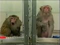Charlie Rose - Calorie Restriction part 3