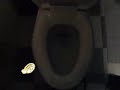 American Standard Champion (CAUTION:SOUND)