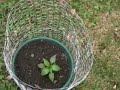 Container Garden 2